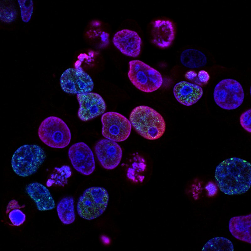 Microscopic representation of cellular processes