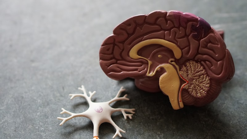 Medical anatomical representation