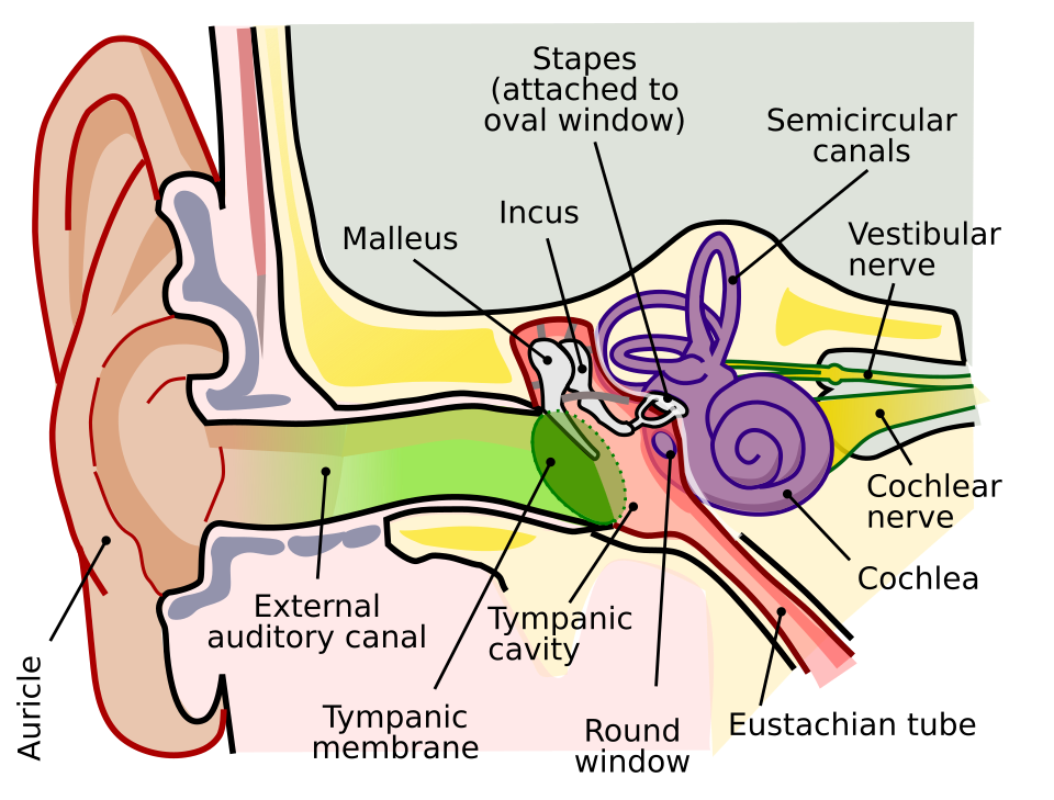 Cochlear Implants clinical reference photography