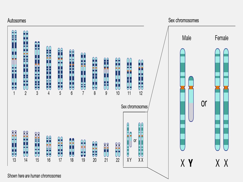 Genetic Testing clinical reference photography